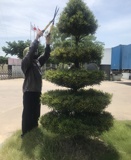 Dịch vụ chăm sóc cây xanh tại Hưng Yên